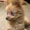 ポメラニアンのポロくん サムネイル4