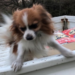 【ブリーダー引退犬】可愛いパピオン２歳の男の子♂