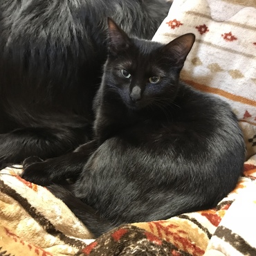 けんたろうの写真