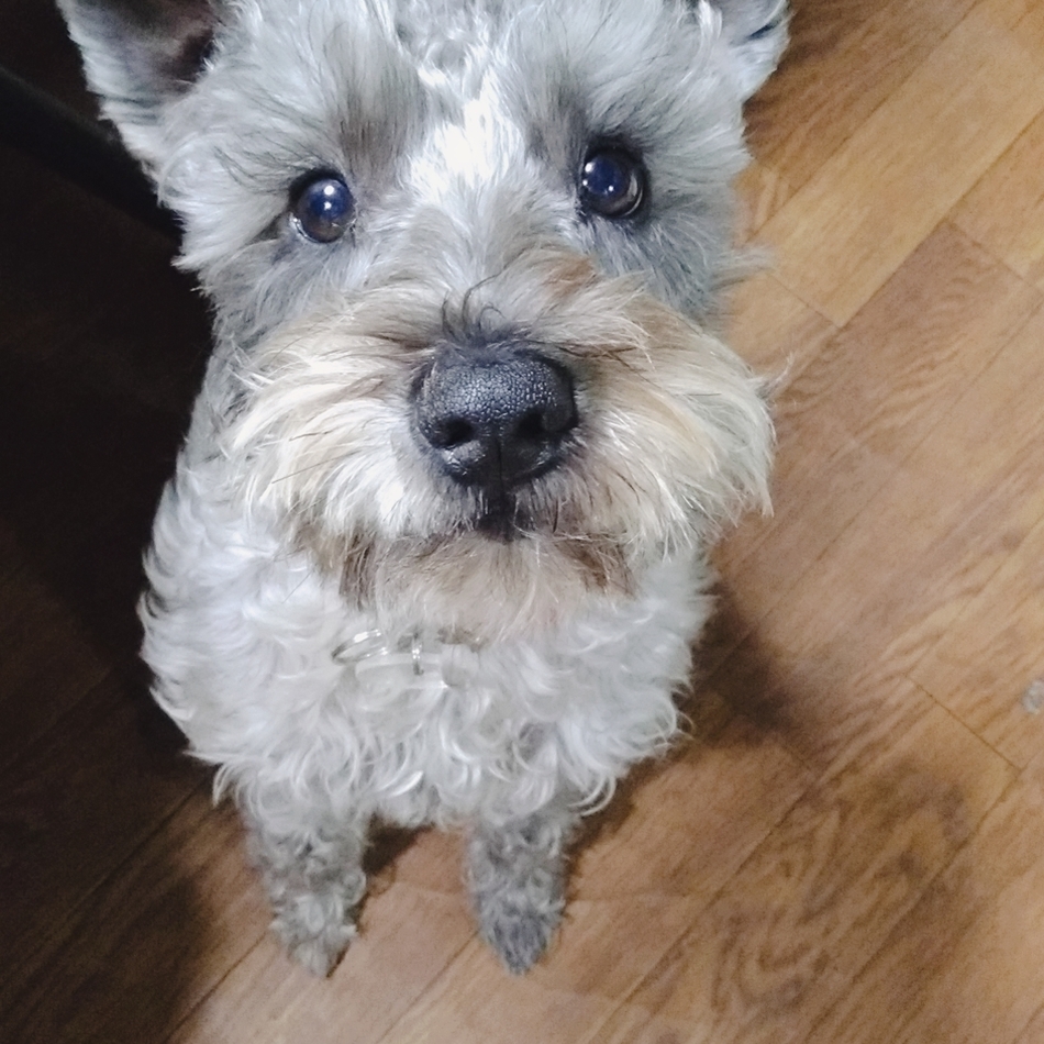 零のカバー写真