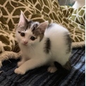 生後3ヶ月の子猫