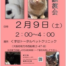 猫の譲渡会
