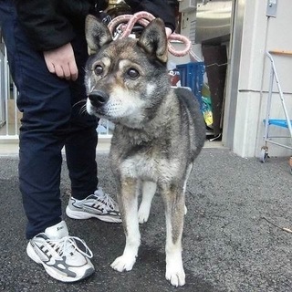 【助けて下さい❗️】四国犬風わんこです。