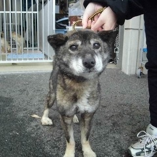 【助けて下さい‼️】四国犬風わんこです。