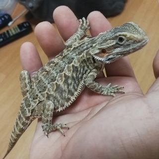 フトアゴヒゲトカゲの里親募集