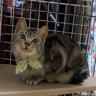 超甘えん坊のアメショ風な子猫