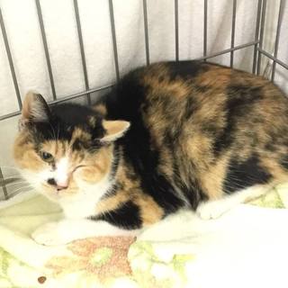 ☆保健所でお迎えを待っています　三毛　女の子☆