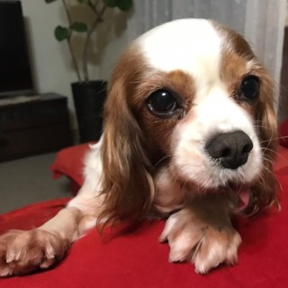 可愛く寄り添ってくれるモニちゃん