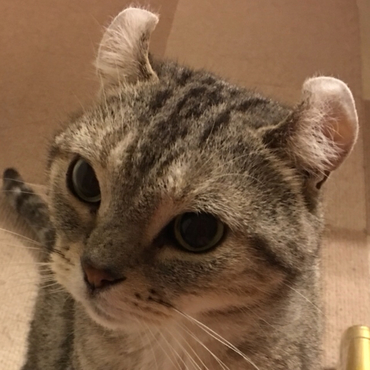 大好きだったマオ。天国からみんなを見守ってね。