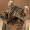 大好きだったマオ。天国からみんなを見守ってね。
