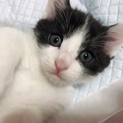 生後4ヶ月の猫ちゃんの里親募集してます。