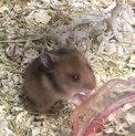 ゴールデンハムスターの里親様募集