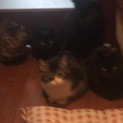 猫9匹里親募集