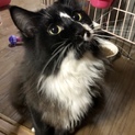 デカイけど1歳未満長毛・もんじゃくん