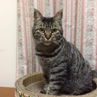 抱っこもすぐにできる人なつっこい子