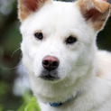他の犬とも仲良し！優しい子