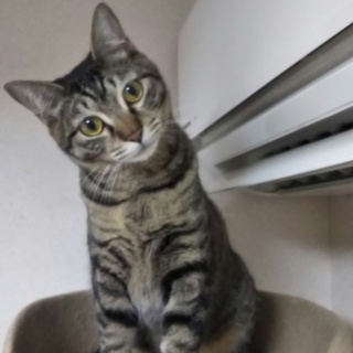 3兄妹の中で１番甘えん坊なおしゃべり猫