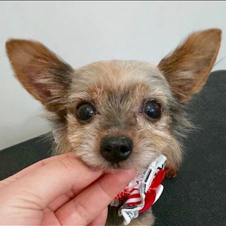 練馬（ねりま）臆病な穏やかシニア