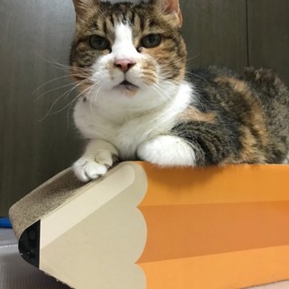 スリゴロ炸裂シニアちゃん♡