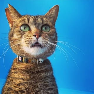 お膝乗り大好きでとっても甘えん坊なママちゃん。