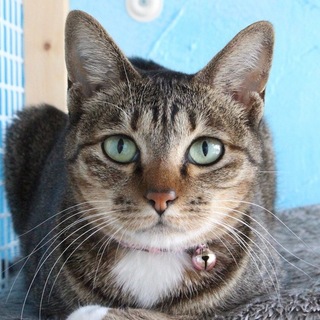 白足袋模様がおしゃれな美猫のモモちゃん！