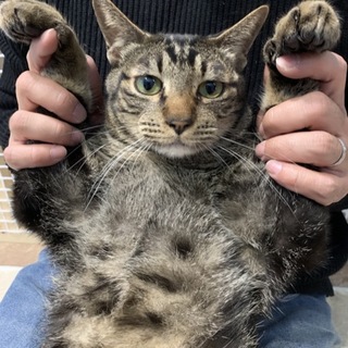 体は大きいけどとっても優しいボブくん！