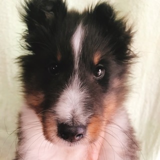 現在交渉中のため受付中止