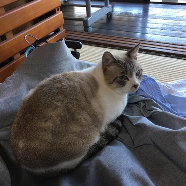 アイロンがけのお邪魔虫。