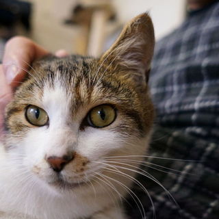 リリースしたくない　もらってやって8ヶ月の男