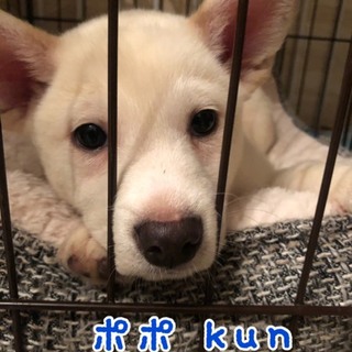 急募 2ヶ月 男の子 ポポくん 白