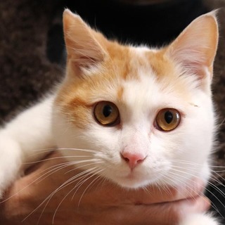 みんな大好きヤクルトくん