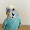 parsley0u0