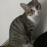テト