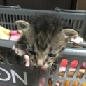 違反：子猫ちゃん里親さん募集中
