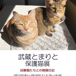 武蔵とまりと保護猫展
