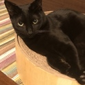 黒猫の男の子☆ガジオくん