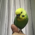セキセイインコの里親募集