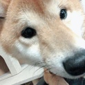 豆柴 2歳2ヶ月