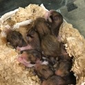 ゴールデンハムスター 赤ちゃん里親募集中