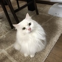 長毛白猫ちゃん