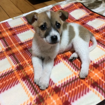 沢山食べて沢山遊んで毎日大きく成長しているような気がします。