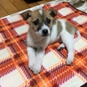 沢山食べて沢山遊んで毎日大きく成長しているような気がします。
