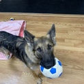 募集一時中断  シェパード ♀ １歳９ヵ月 です。