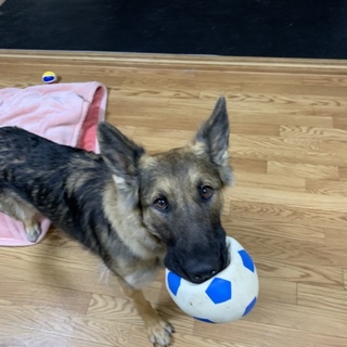 募集一時中断  シェパード ♀ １歳９ヵ月 です。
