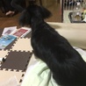 キッチンが気になるみたい…