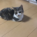 マンチカン 1歳