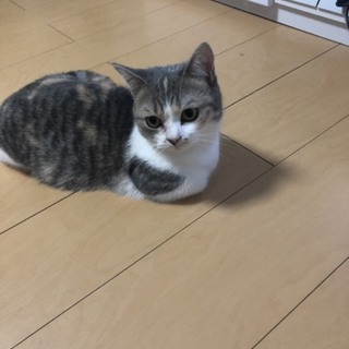 マンチカン 1歳