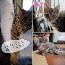 保護猫の譲渡会 三重間名張市