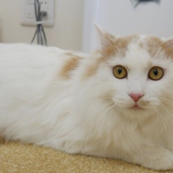 アニマルハートレスキュー犬猫譲渡会 サムネイル3