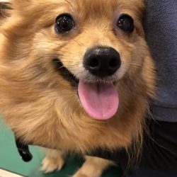 アニマルハートレスキュー　犬猫譲渡会 サムネイル3